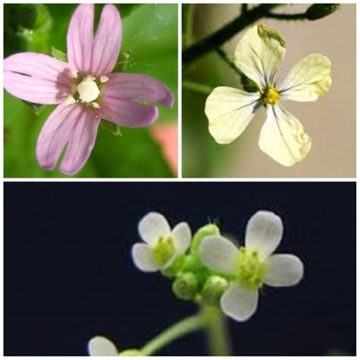 The flowers of cruciferous plants look like little crosses; this is why they were named "cross bearing".