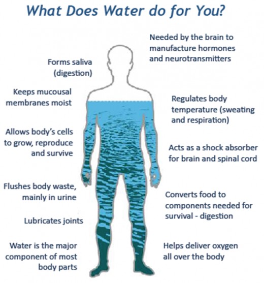 What water Is used for in your body.
