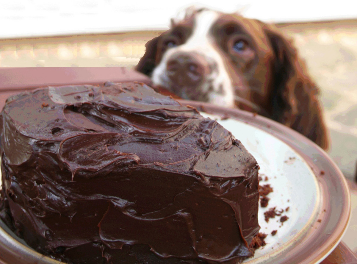 Dog Ate Chocolate? 5 Critical Steps to Take and My