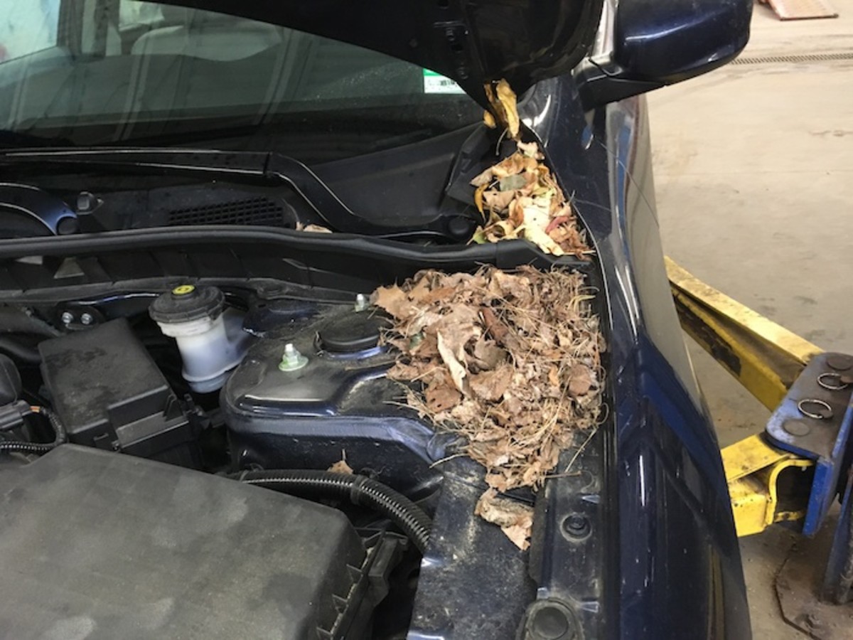 How to Keep Mice Out of Cars – 2020 Informational Overview - The Smart