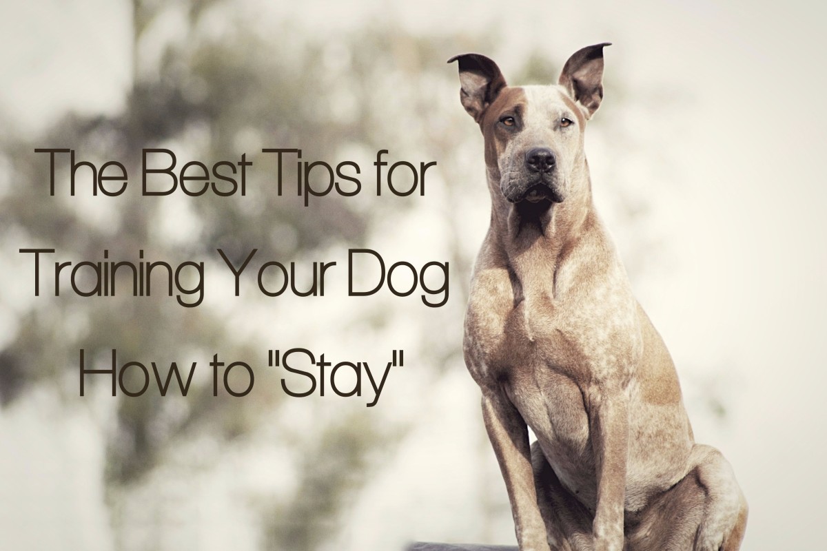 The Best Tips for Training Your Dog How to "Stay" PetHelpful