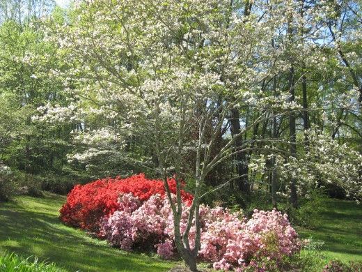 Dogwoods and Azaleas