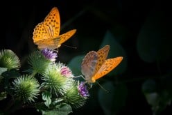 7 Steps to Create a Thriving Butterfly Garden