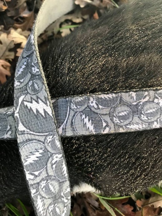 Authorities have released photos of the leash a dog was wearing when it was found dead and hanging from a tree in Sacramento, Calif.   