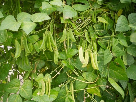 Vegetables In The Philippine Folk Song 