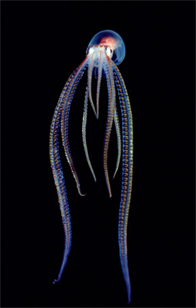 Definitely not an UFO, but this a kind of octopus that was dscovered few years ago. This thrives in the deepest depth of oceans where illuminescence is a common features of organisms living there.