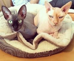 The Best  Litter For Your Sphinx Cat