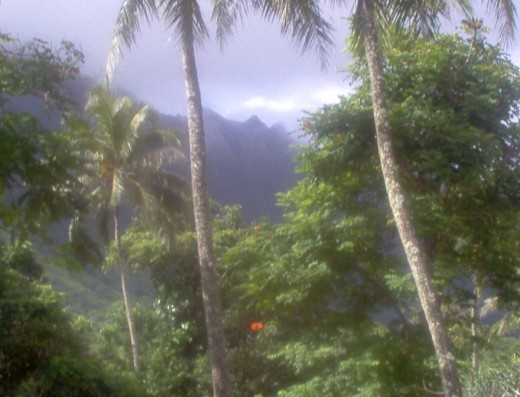 Gorgeous palms with mountainous backdrops.