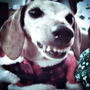 HeidiFoundNemo profile image