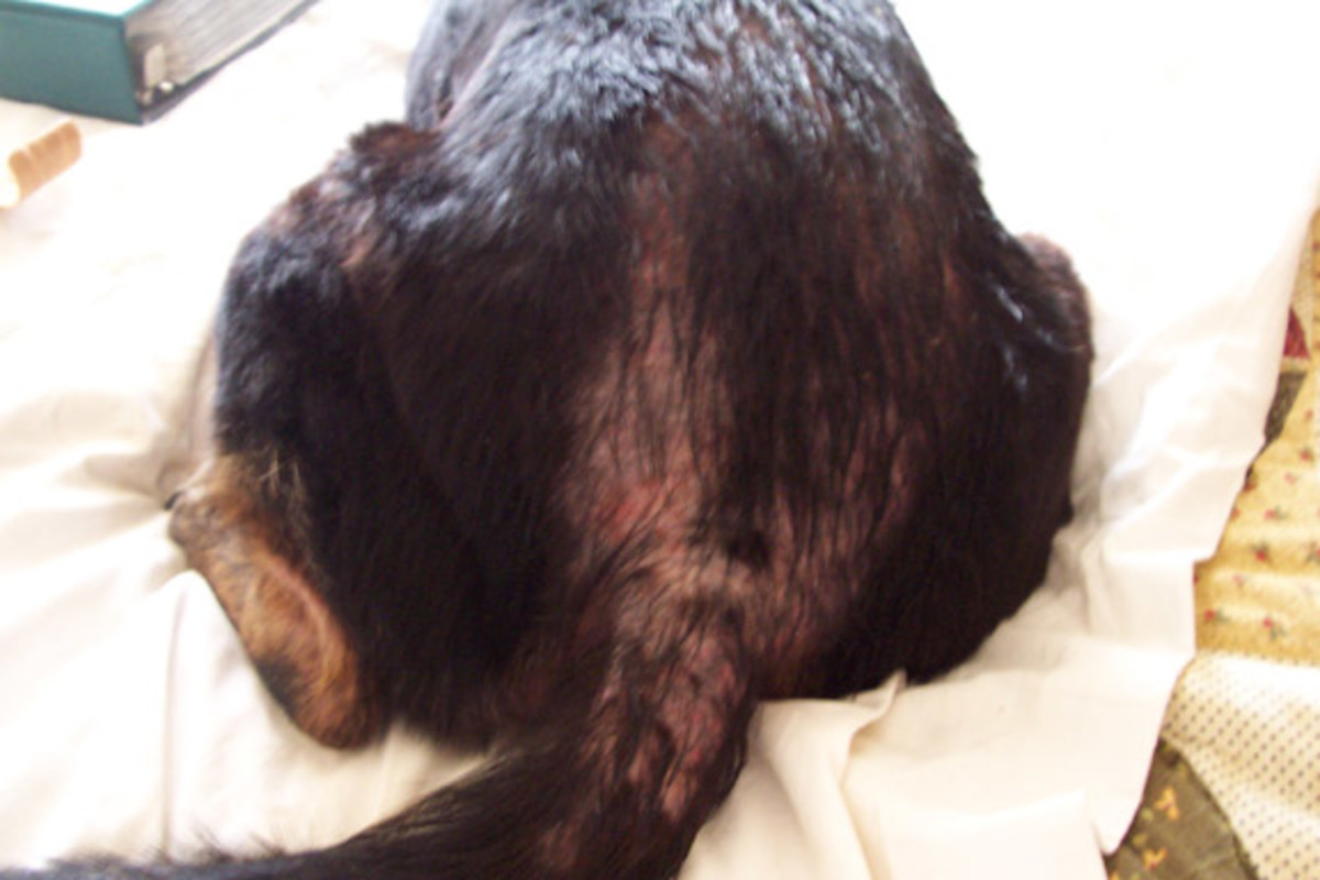 What Causes Hot Spots on Dogs? PetHelpful
