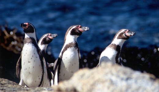 The Center for Biological Diversity estimates there are only about 3,300 Humboldt penguins living in the wild. 