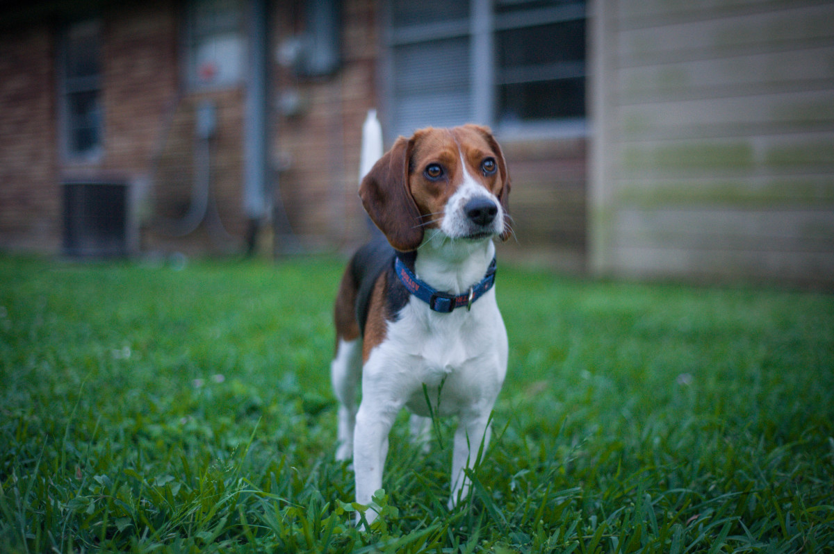 6 Reasons Why You Should Consider A Beagle Pethelpful