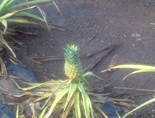 Pineapples do grow on the ground :)