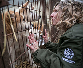 Kitty Block, the acting president and CEO of the Humane Society of the United States, is applauding a proposed federal law that would make it illegal to put dogs in the overhead bins of commercial flights. 