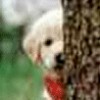 dogskool profile image