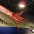 Replica of a giant squid. These things are massive! Replica of a giant squid. These things are massive!