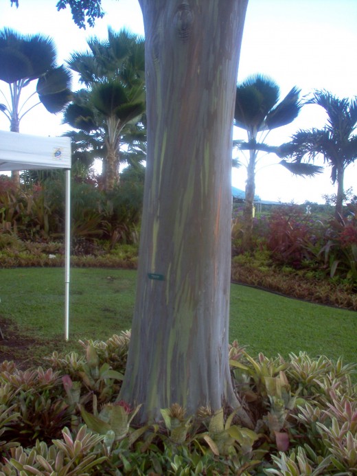 Eucalyptus tree, looks painted, but natural.
