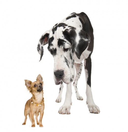 Use caution when small dogs are around!