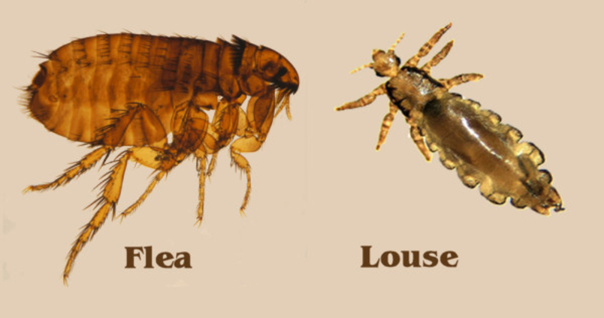 Fleas and Lice and a Bedtime Story LetterPile