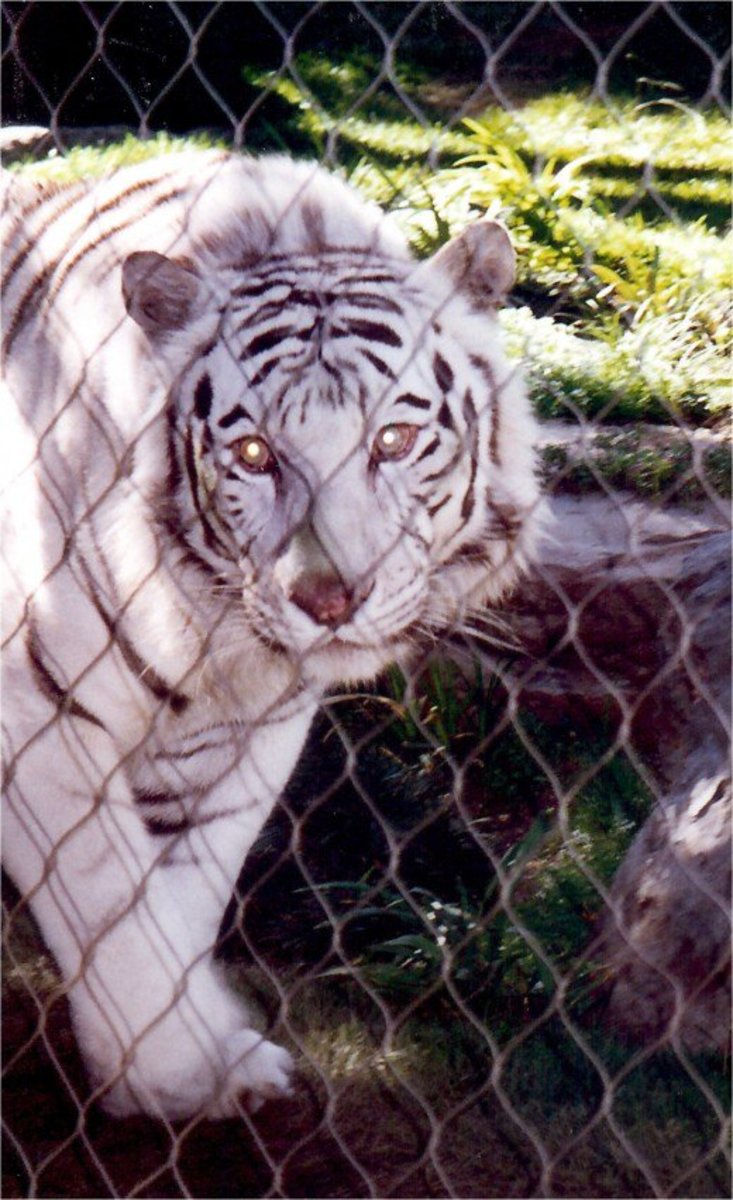 Secret Garden With White Lions And Tigers At Las Vegas S Mirage