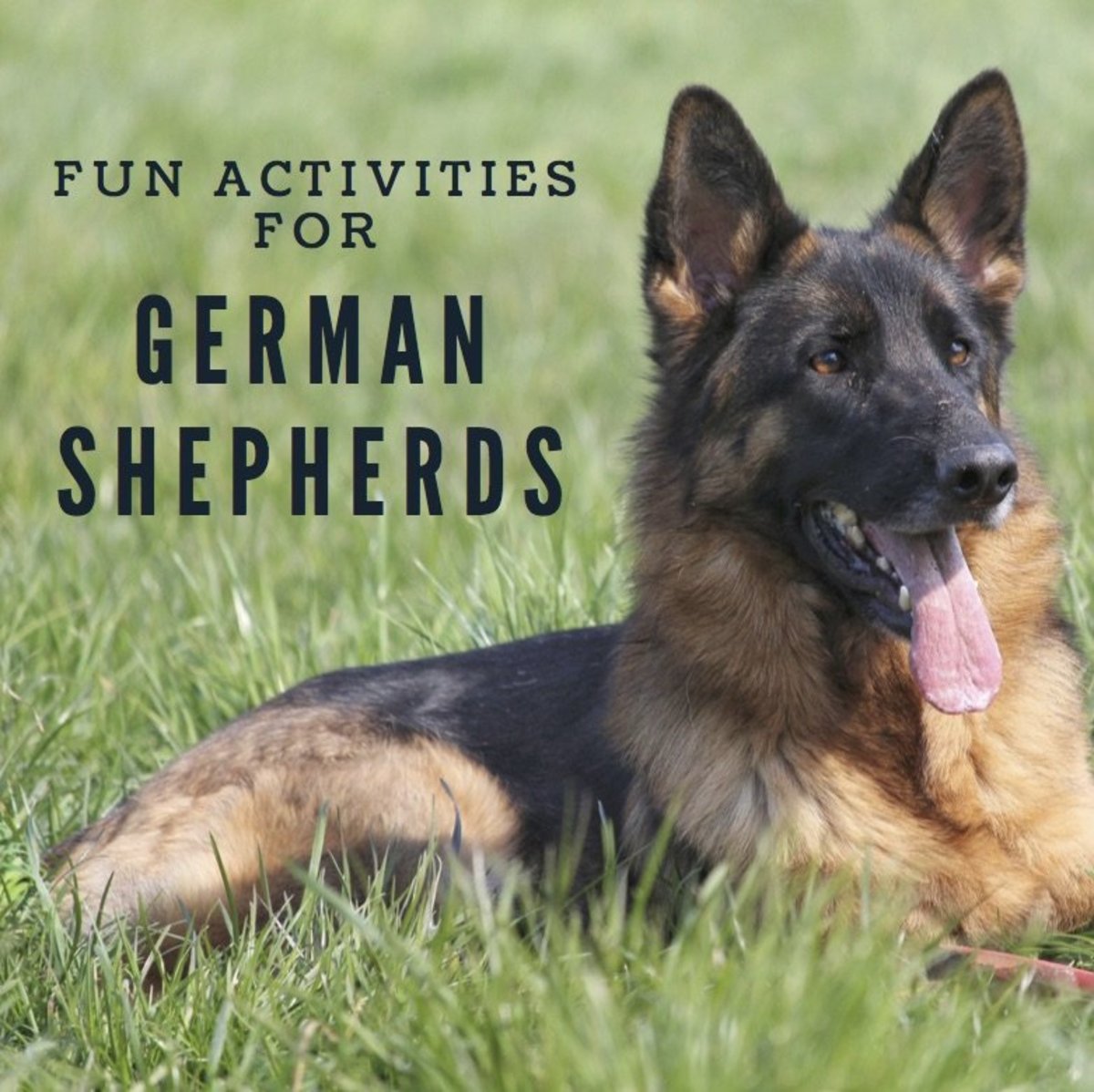 German Shepherd Exercise Chart