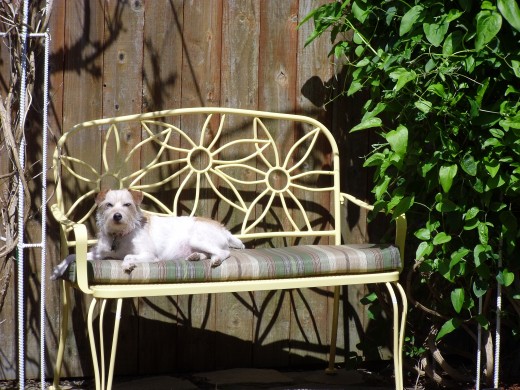 Sadie lounging in the sun