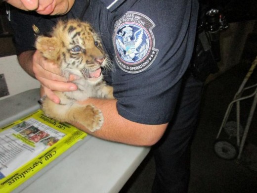When the Bengal tiger cub now known as Moka was found in a car at a border checkpoint he was only a few weeks old. 