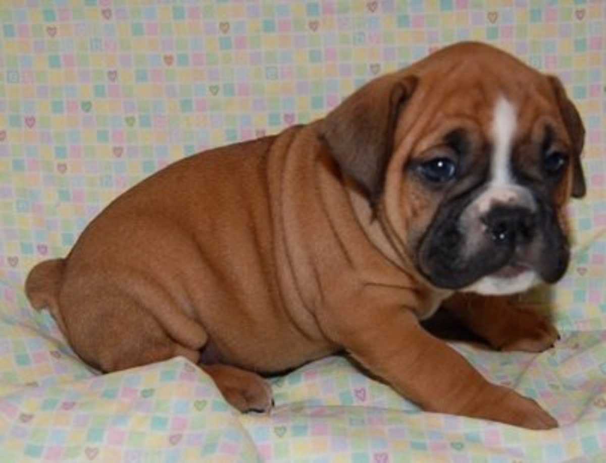 A Guide to English Bulldogs Puppies, Temperament, Diet