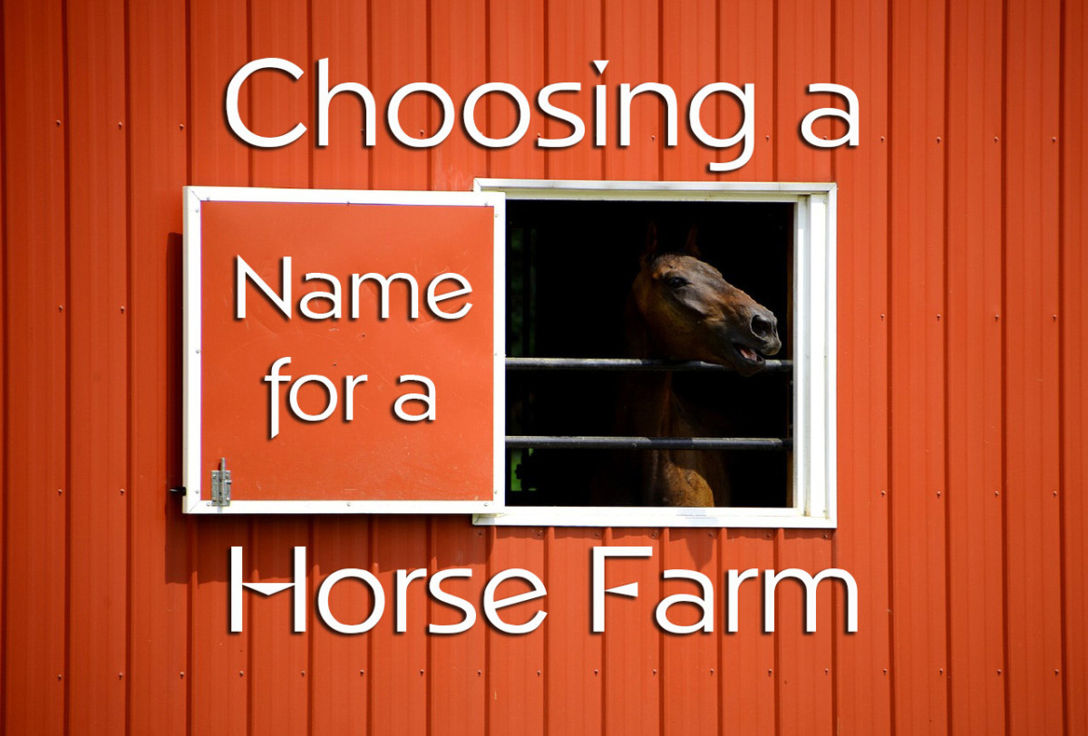 A Guide To Choosing The Best Farm Names Toughnickel