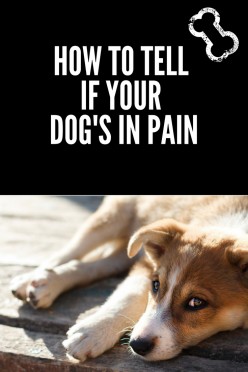 How to Know Your Dog is in Pain