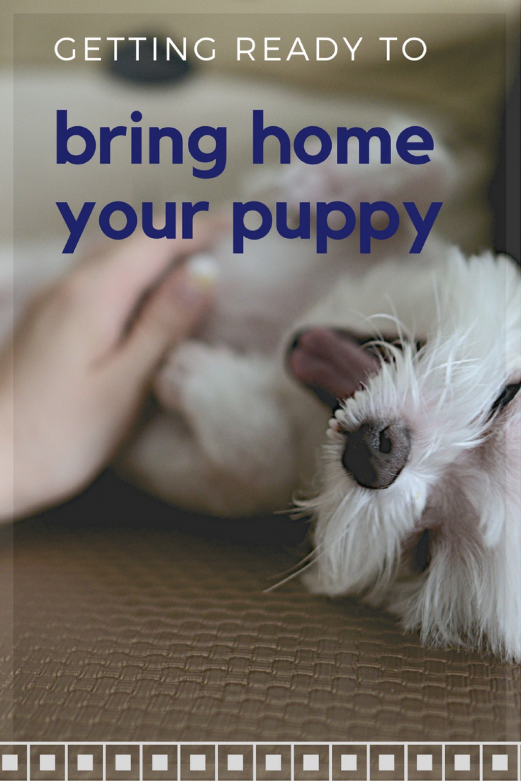 What to Expect Bringing a Puppy Home HubPages