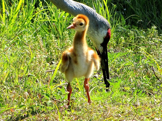 This Sandhill Crane chick was photographed in late March of 2018 near the intersection of the Heron Hideout Trail and the Marsh Rabbit Run Trail.  ©  2018 By Chris Mercer  
