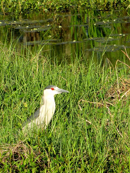 This Wildlife picture of a Black Crowned Night Heron was taken on the Wading Bird Way Trail during early the early evening hours.  ©  2018 By Chris Mercer 