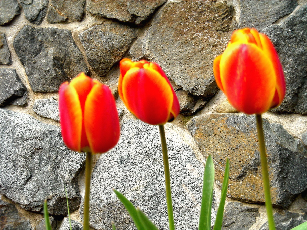Some of the earlier tulips were redder.