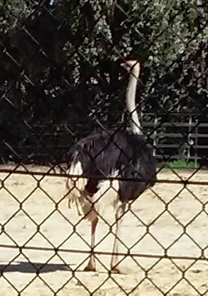 Ostrich, Hattiesburg Zoo, Hattiesburg, MS