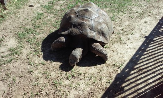 Tortoise, Hattiesburg Zoo, Hattiesburg, MS