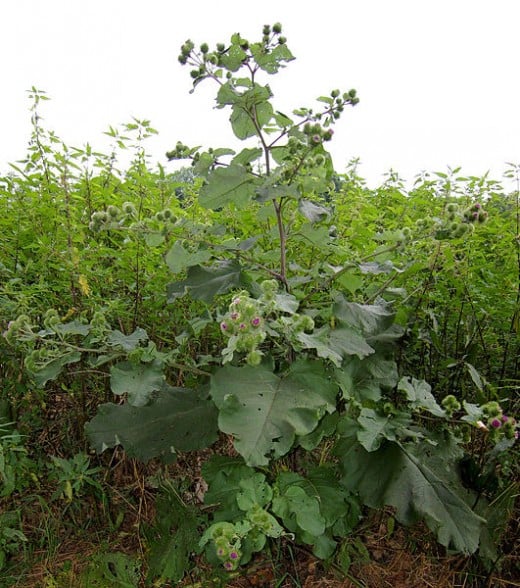 Burdock Root