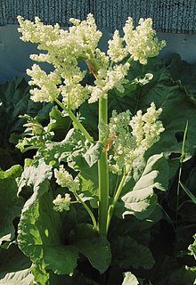 Indian Rhubarb