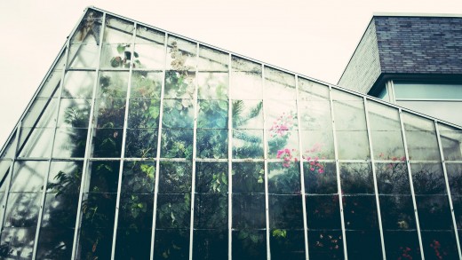 A large green house constructed of glass for growing trees and other large plants.