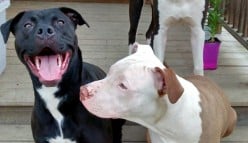 Common Health Problems of Pit Bulls and How To Care For Them