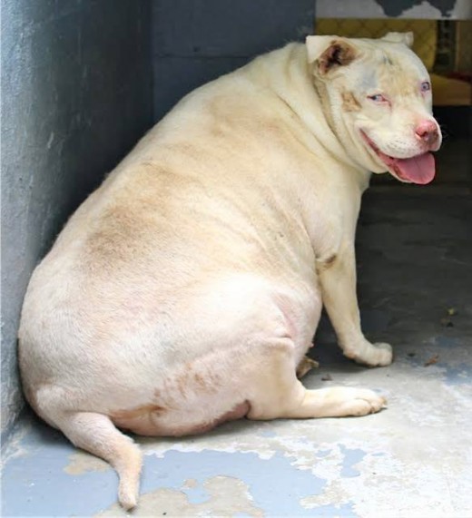 This Pitbull is far too overweight and not in good health. 