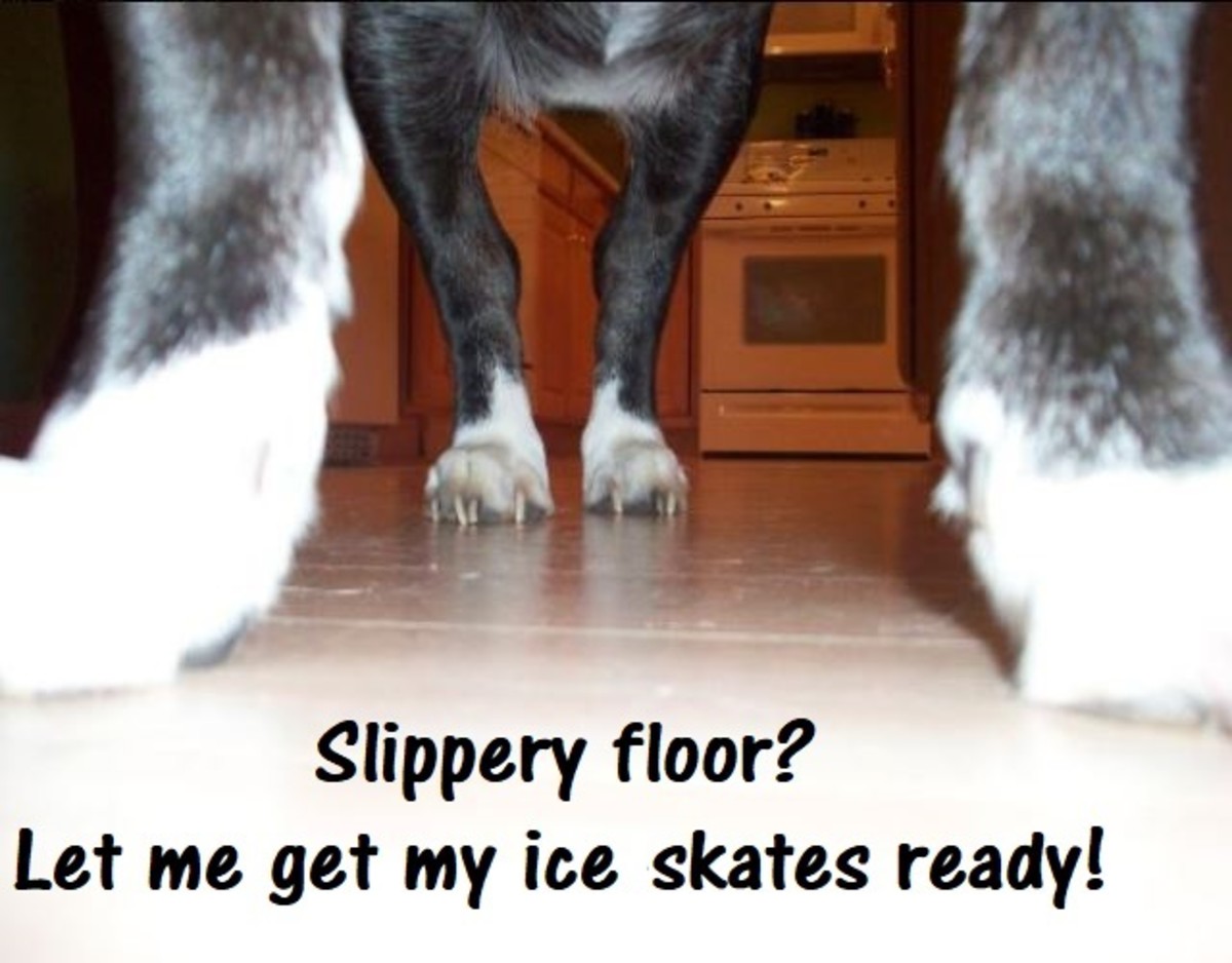 15 Ways To Keep An Old Dog From Slipping On The Floor Pethelpful