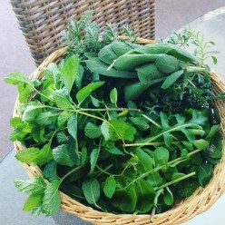 5 Herbs for the Florida Garden