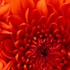 Juana Ohnana profile image