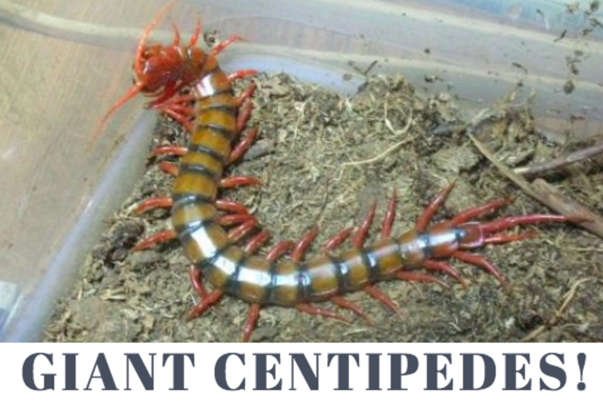 Living In Hawaii How To Survive The Big Centipedes Dengarden