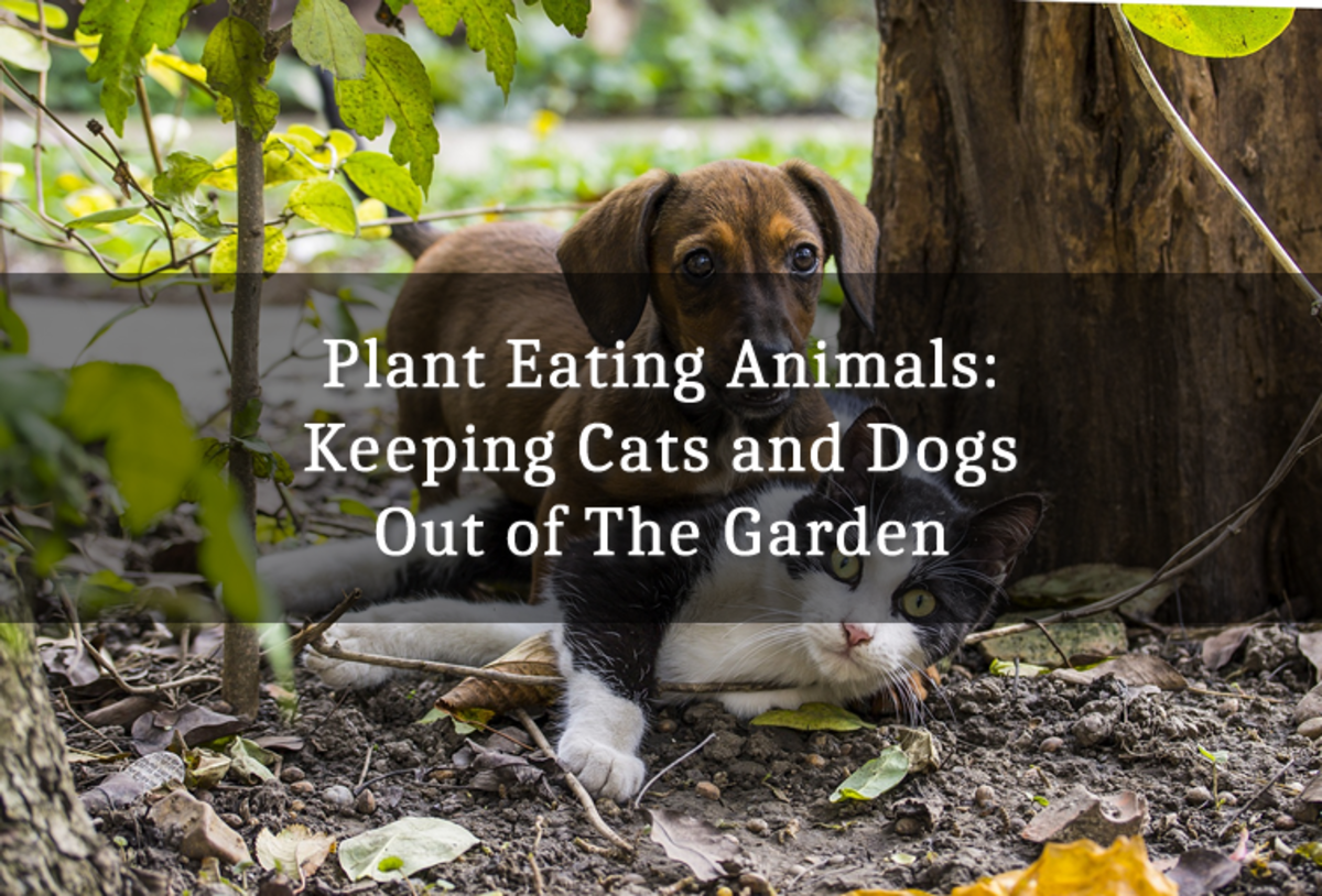 Plant Eating Animals Keeping Cats And Dogs Out Of The Garden