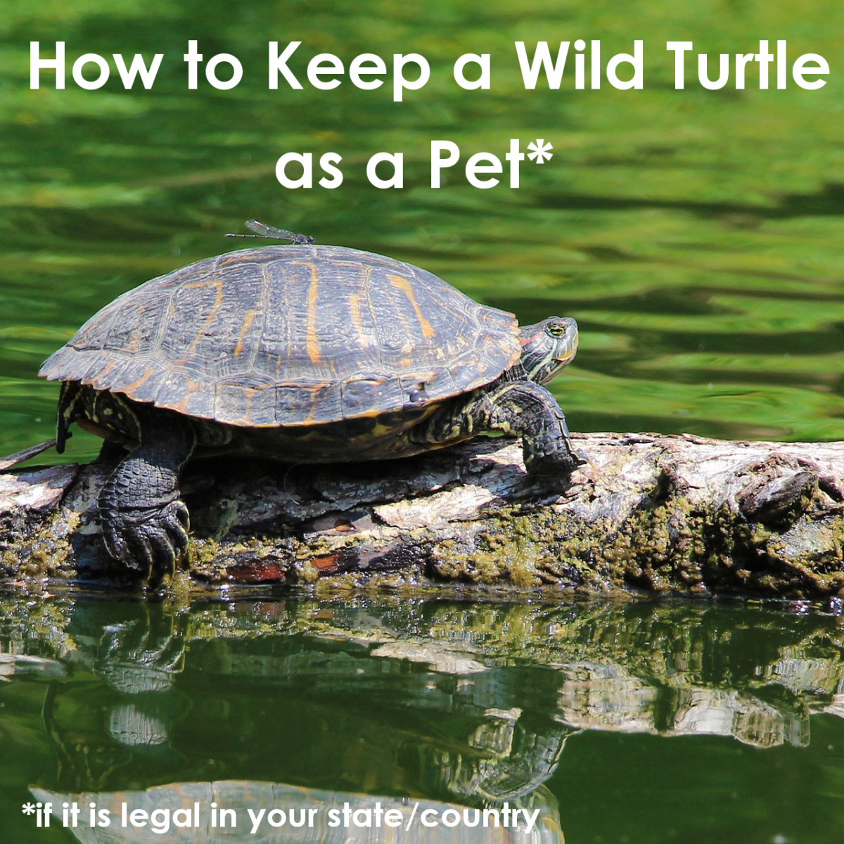 How To Keep A Wild Turtle As A Pet Pethelpful