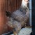 Dark Brahma Pullet Dark Brahma Pullet