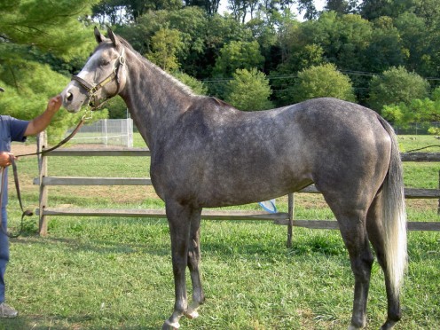 A dabbled grey mare like Maggie; Maggie was a few years older, of course