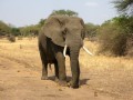 Poaching Elephants for Ivory